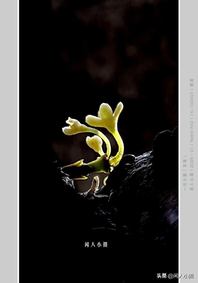 聊手机摄影（85）手机摄影用光入门须掌握，极具表现力的逆光摄影