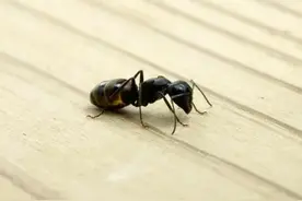 家里出现蚂蚁？白糖加它，就能将蚂蚁轻松团灭，简单安全又实用图片