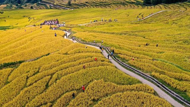 广州出发-清远赏秋2天游,欧家梯田,旅拍银杏林,瑶寨篝火晚会