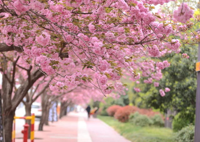 大寒至，春可期，昆明这些地方繁花似锦！