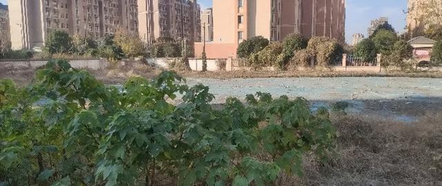 江阴这些园林，你逛过了吗？