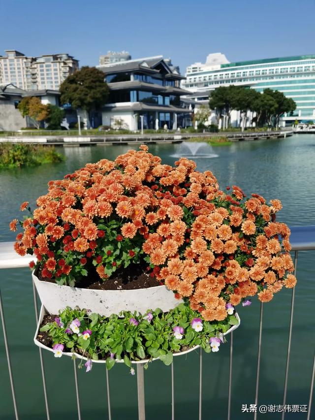 借会见邻居之机，再游金鸡湖