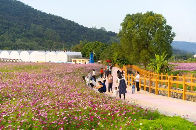 格桑花开！共赴一场反季的浪漫