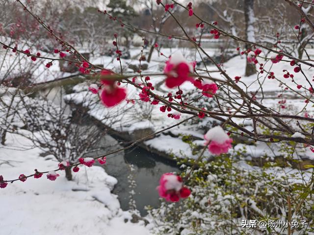 踏雪访梅，不为风雅只为美