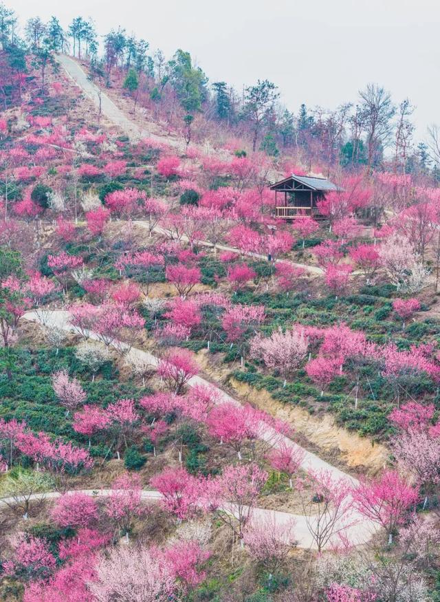 冬日寻梅记：黄陂这两处秘境，已被梅香腌入味！