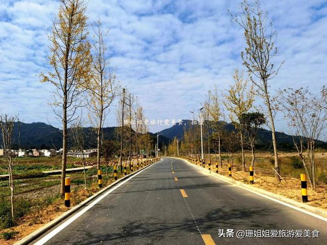 清远连州“石”姓聚居的千年古村，乡村路种满银杏树，秋韵感觉浓