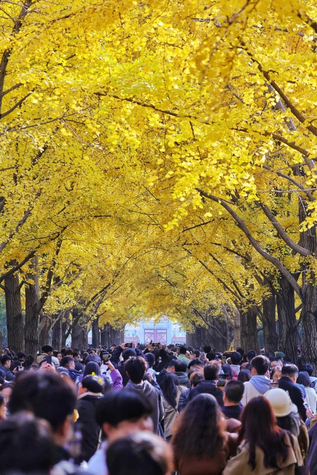 你会怀念这个秋天吗?