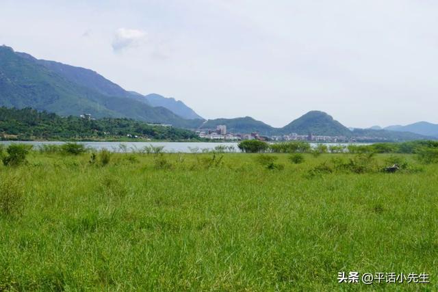 寻找福州八月最美的稻田