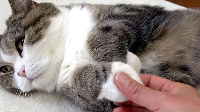 养猫久了才知道，我们摸它的爪爪的时候，原来它是这样想的