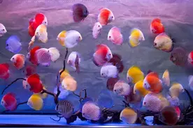 新手养鱼避开这些“坑”，才能真正掌握“养鱼核心”！图片