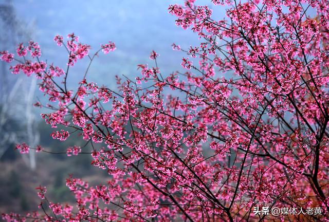 六盘水月照养生谷：冬樱花盛开引客赏花打卡