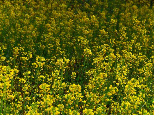 来体验，你没见过的小镇四季！