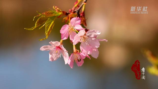 赏花季丨福建松溪：樱开如云染山乡