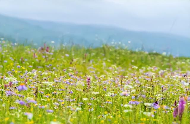 1株就犯法！四川女游客采一把“手参”，被阻拦后说很多人都在摘