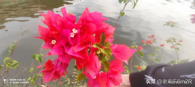 七绝 初冬游莞市公园