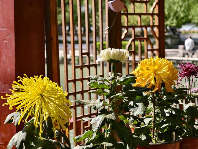 福州西湖公园2025年菊花展