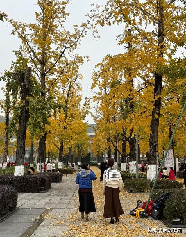 重庆银杏树集体换装，游客蜂拥而至，随手一拍都是大片