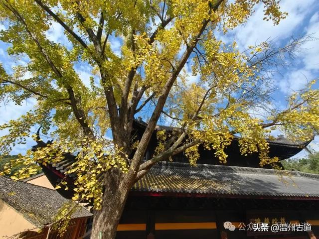 一树金黄,满城风雅!温州这棵著名的古寺银杏再不去就要落叶了