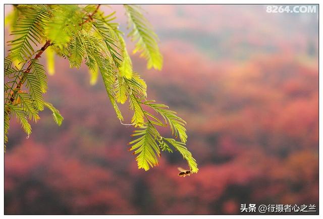 山东行游影记（19）—济南红叶谷