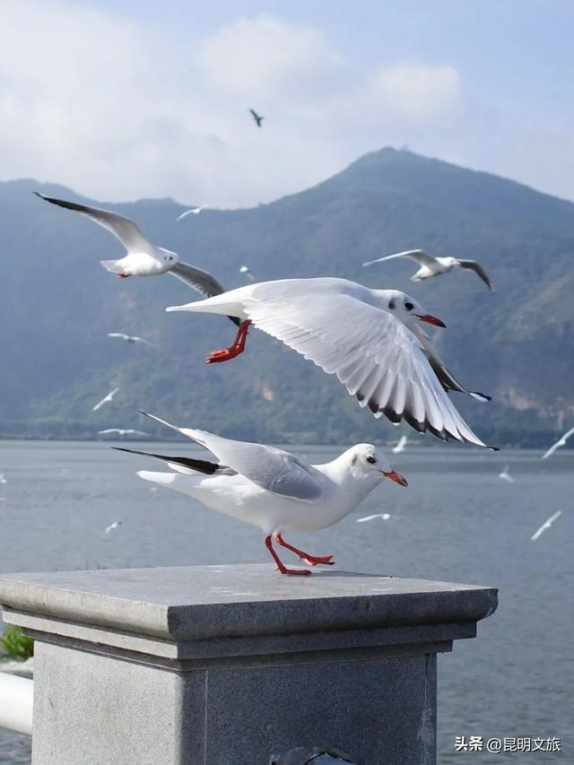 跟着滇超游昆明 | “鸥”然心动!打卡日记已备好,观鸥季精彩继续~