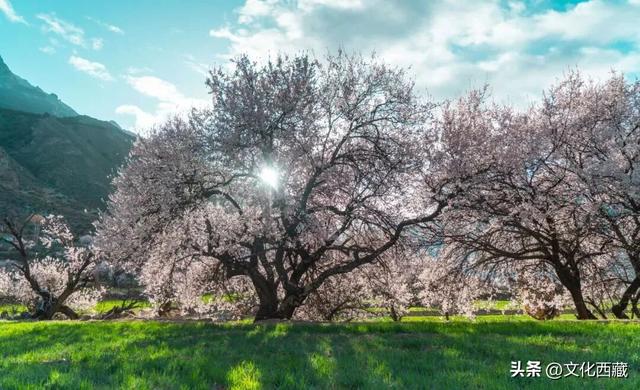 《西藏组画·牧羊人》卖出1.61亿！而你的西藏旅行是无价的！