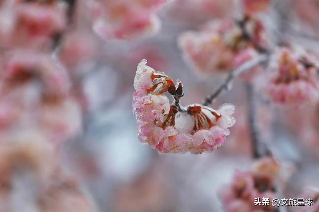 鸡公山入冬成“冰雪仙境”！雾凇压枝、冰挂垂帘