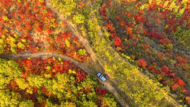 全程没门票，300多个弯道，满山红叶，你会去这河南绝美秋色路吗
