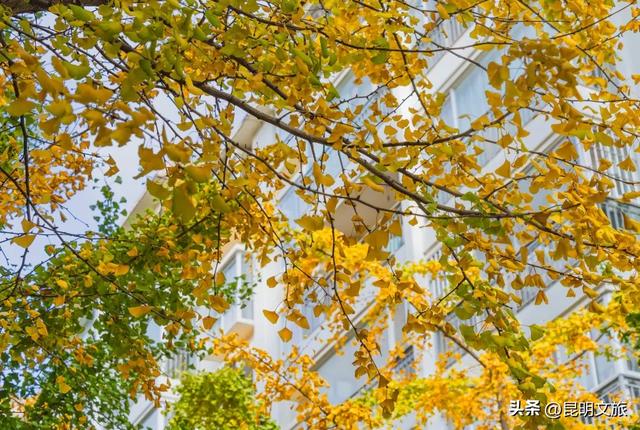 初冬，来晋宁邂逅一场金色的童话