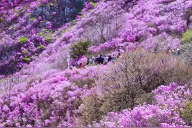 12个好去处！大连踏青攻略快收藏图片