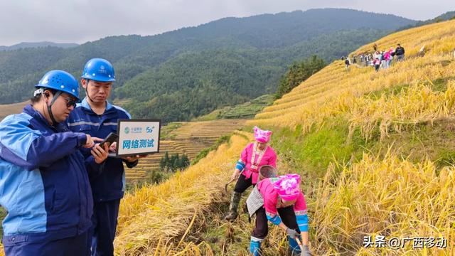 龙脊不“剪”秋，梯田收割正当时快来体验~