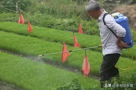 种植作物如何驱赶鸟儿和老鼠，这几个常用方法，鸟和老鼠不敢靠近图片