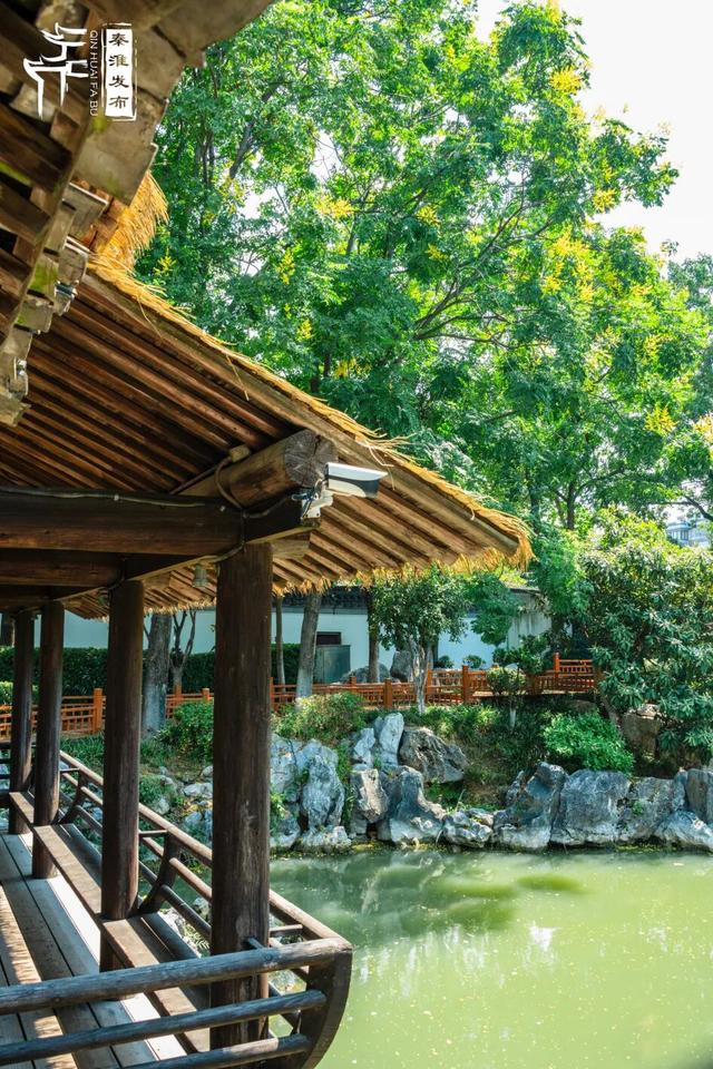 花样秦淮｜栾花绽放金秋至