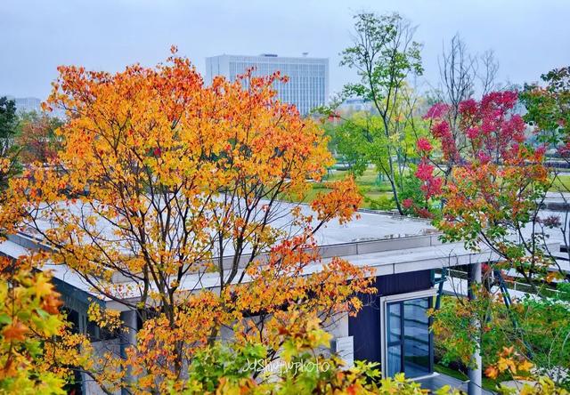 天府大道 乌桕已红透半边天