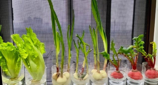90后姑娘惊艳全网！几个塑料瓶搞定阳台菜园，月省数百元