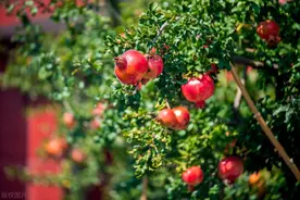 如果我家有院子，一定会栽种上这5种树，照这个方位栽种准没错图片
