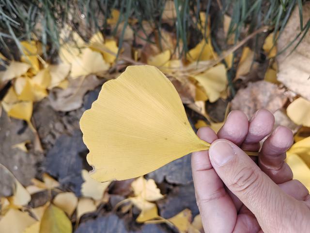 碧云天，黄叶地。秋色连波，波上寒烟翠一一玄武湖银杏迟