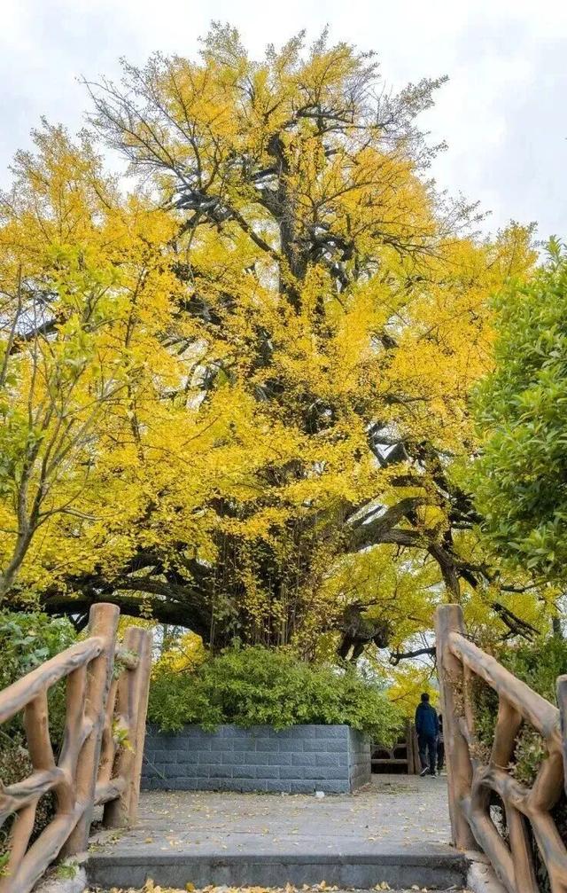 从街角到古村，一键解锁贵阳的秋日浪漫