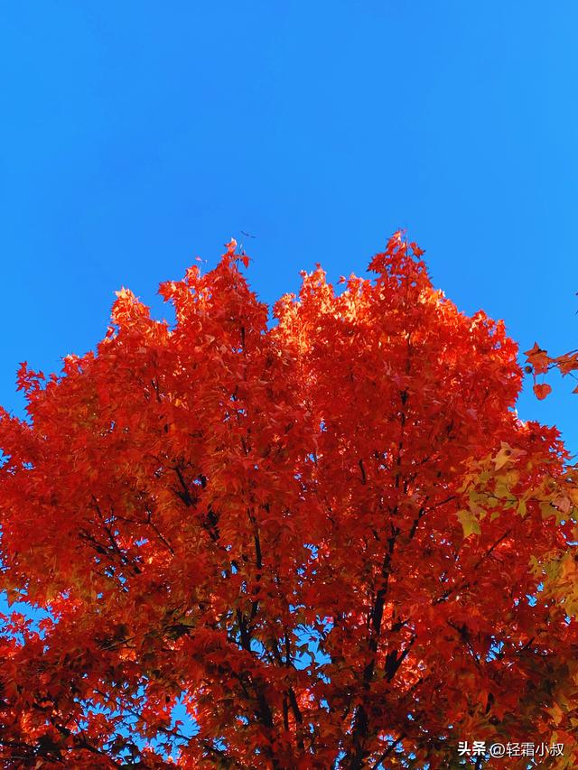 秋霜寒，秋叶艳，秋林醉，在家乡小城，邂逅一场姗姗来迟的秋景