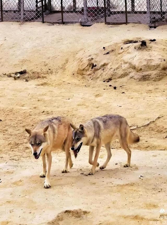 游新疆乌伦古湖海上魔鬼城