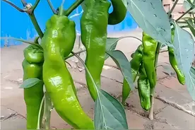 江苏59岁大妈，一棵菜种了9年，比花还好看，周围人抢着要图片