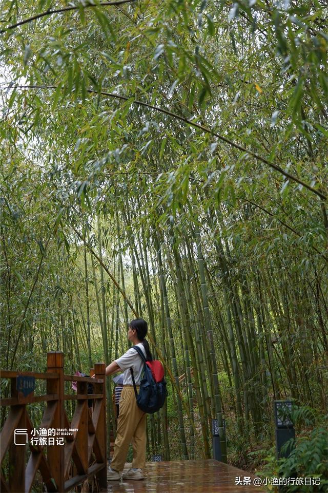西安秦岭深处惊现“绿野仙踪”！这片竹海秘境又美又仙，你去了吗