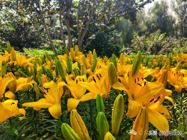 大连最美花海，中国园艺界标杆，十一假期就去这里赏花
