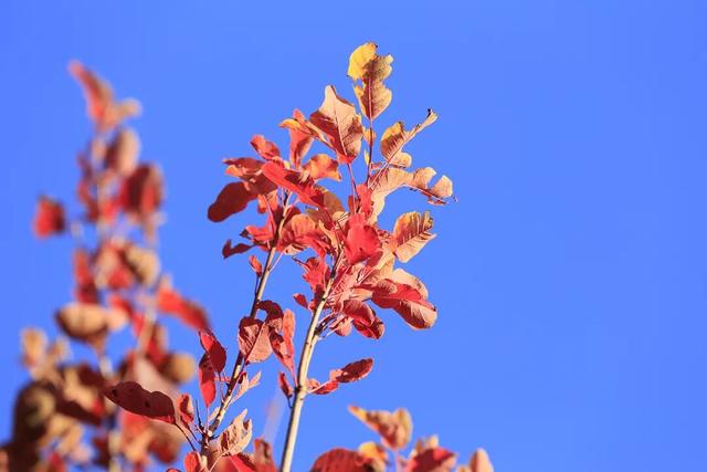 燕谷犹在，秋意正浓：李白诗里的舞彩浅山什么样？