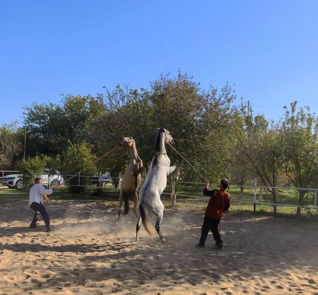 中亚五国行（18）——圆梦汗血宝马【土库曼】