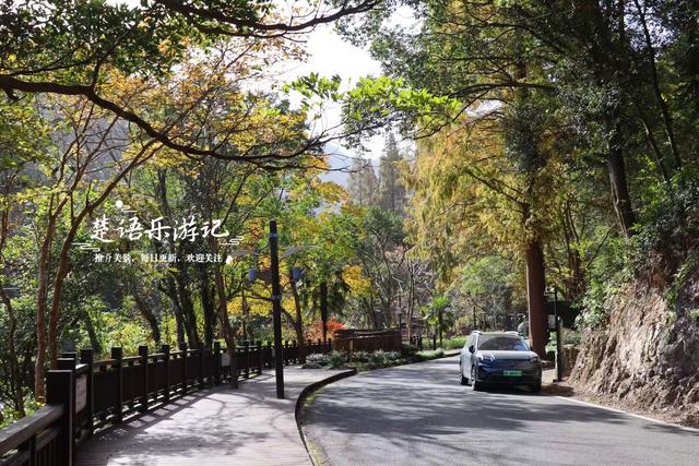 宁波这个丛林秘湖又火了，银杏与红枫美成油画，很适合拍照与休闲