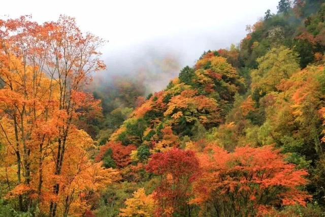 我竟然发现，唐家河红叶居然如此好看！