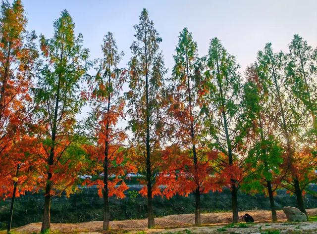 西安城区4个绝美秋景打卡地!