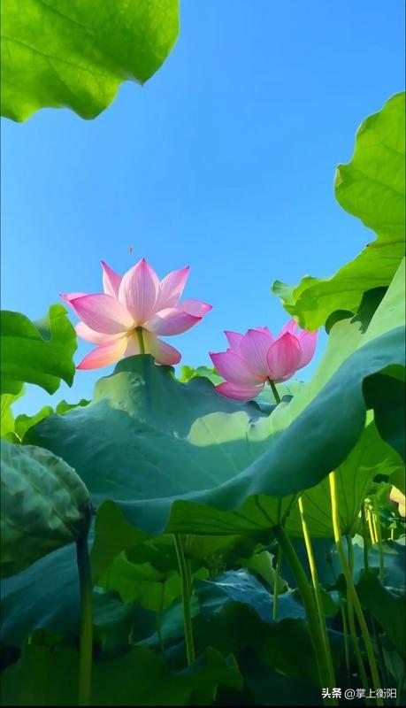 湖南衡阳周边赏荷、K歌、遛娃一站搞定，周末冲！