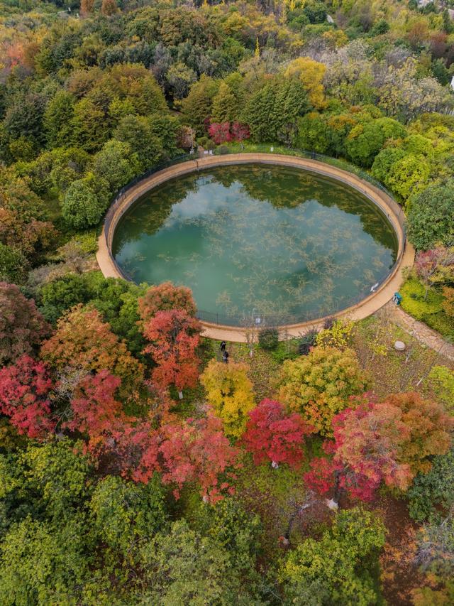 昆明白龙潭公园水杉红了，S湾新网红打卡点