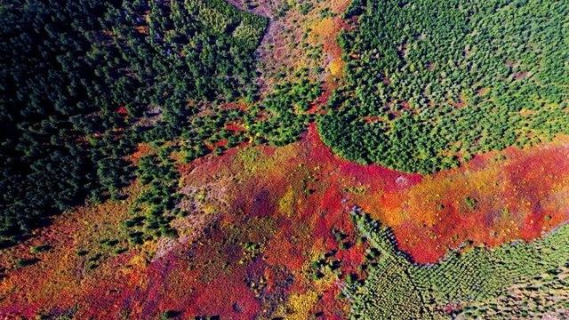 走进赤峰马鞍山林场 邂逅绚烂山林秋色